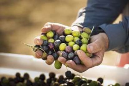 Un puñado de aceitunas recién colectadas.