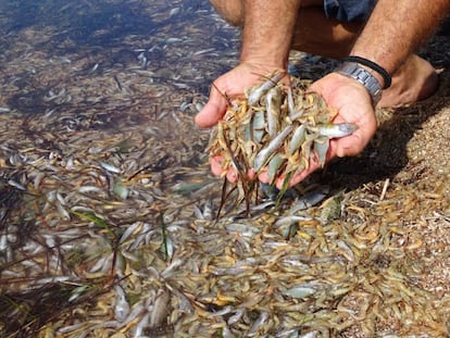 Un hombre muestra algunos de los peces muertos a orillas del Mar Menor.