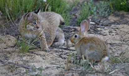 Cachorro de lince ibérico con un conejo, su principal alimento.