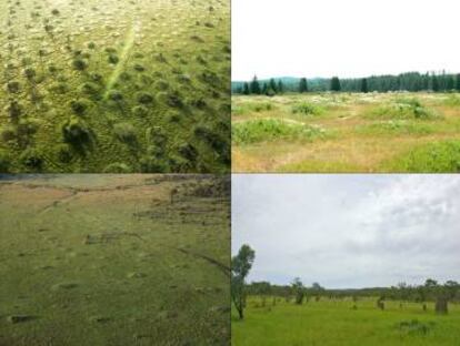 Os pesquisadores aplicaram seu modelo a outros padrões regulares de vegetação. Acima, murundus do Brasil e os mima nos Estados Unidos. Abaixo, termiteiros no Quênia e na Austrália.