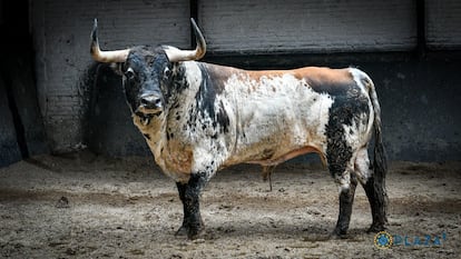 'Recluido', de 501 kilos de peso, perteneciente al hierro de Sobral, lidiado en segundo lugar.