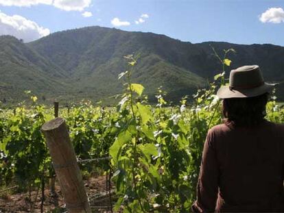 Viñedos Orgánicos Emiliana, en Colchagua. En esta finca, las gallinas, ocas y pavos se encargan de abonar la tierra de las vides.