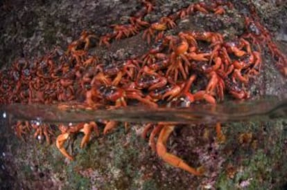 Cangrejos rojos en la Isla de Navidad.