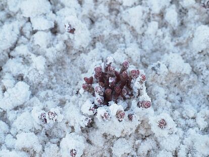 Especie mediterránea adaptada a ambientes extremos. Como se ve en la imagen, Microcnemum coralloides es capaz de romper la capa de sal de las lagunas someras para vivir en estos hábitats tan frágiles. En España se encuentra dispersa por el valle del Ebro, y Centro y Sur de la península Ibérica.