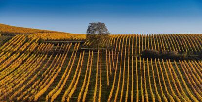 Viñedos en Wolxheim (Francia), el 15 de octubre de 2017.