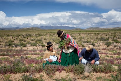SOLO USAR CON EL TEMA:

El sueño del Altiplano boliviano: sembrar un grano andino para combatir el éxodo rural