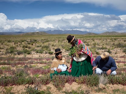 SOLO USAR CON EL TEMA:
El sueño del Altiplano boliviano: sembrar un grano andino para combatir el éxodo rural