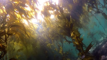 Algas pardas gigantes en el Estrecho de Magallanes, Chile.