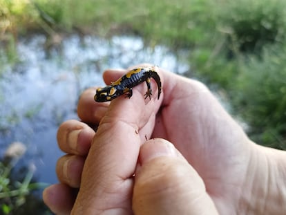 Juvenile salamander.