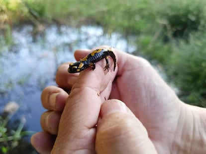 Salamandra juvenil.