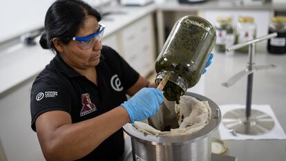 Zuli Alexandra Mazabuel durante un procedimiento de extracción, en el resguardo indígena Nasa de Cohetambo.