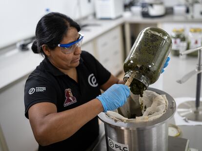 Zuli Alexandra Mazabuel durante un procedimiento de extracción, en el resguardo indígena Nasa de Cohetambo.