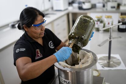 Zuli Alexandra Mazabuel, indígena Nasa y científica del laboratorio de procesamiento de la planta de coca, durante un procedimiento de extracción, en el resguardo indígena Nasa de Cohetando (Cauca), el 31 de mayo de 2024.