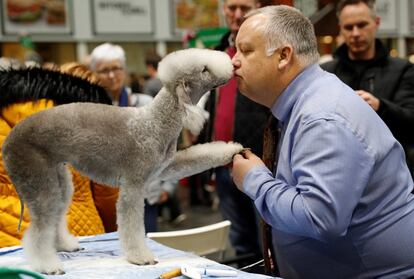 Um homem beija seu Bedlington Terrier durante o segundo dia do 'Crufts Dog Show' em Birmingham (Reino Unido), o dia 9 de março de 2018