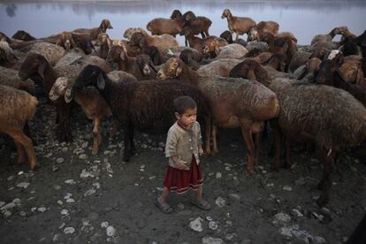 Una ni?a camina junto al ganado de su familia en la orilla del ro Khiali, a las afueras de Peshawar (Pakistn).