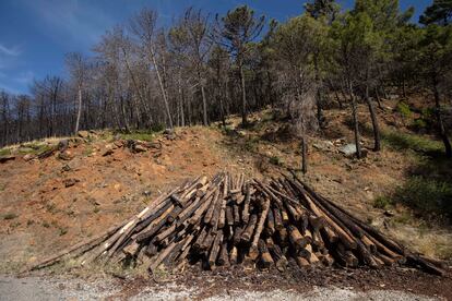 Una de las áreas forestales afectadas en Málaga por los incendios de 2021 que, ahora, están siendo reforestadas y recuperadas. 