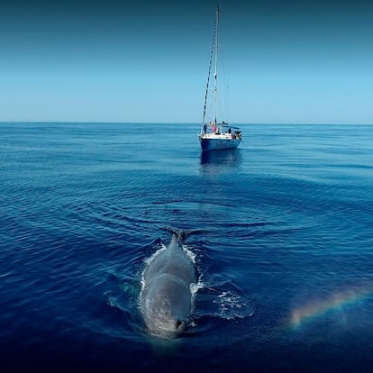 Dos ejemplares de cachalote en aguas de las islas Baleares. / Tursiops