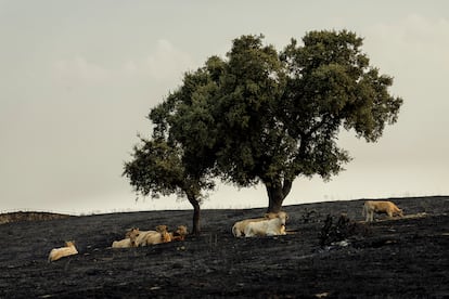 Unas vacas descansan sobre las cenizas de los pastos de una finca entre Casar de Cáceres y Arroyo de la Luz este sábado.