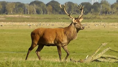 Un ciervo en la reserva Oostvaardersplassen.