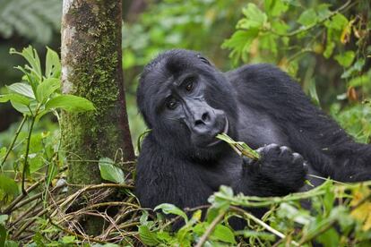 Los gorilas son especies poco dadas a la cooperaci&oacute;n social y a jugar cuando son adultos