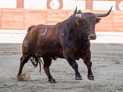 El cuarto novillo de la ganadería de Los Chospes.