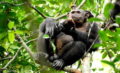 O chimpanzé Pandi come da carapaça de uma tartaruga na selva do Gabão.