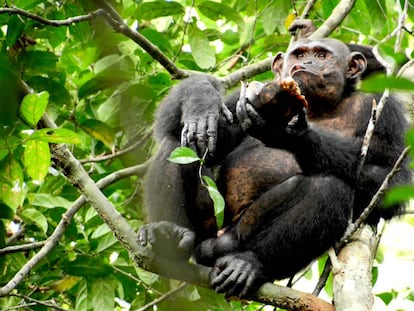 O chimpanzé Pandi come da carapaça de uma tartaruga na selva do Gabão.