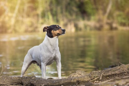 Un ejemplar de perro ratonero bodeguero andaluz.