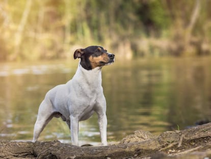 Un ejemplar de perro ratonero bodeguero andaluz. 