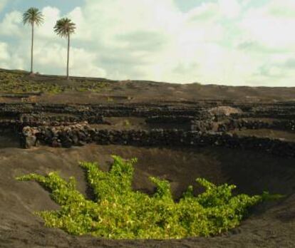 Vides en la zona de La Geria, en Lanzarote.