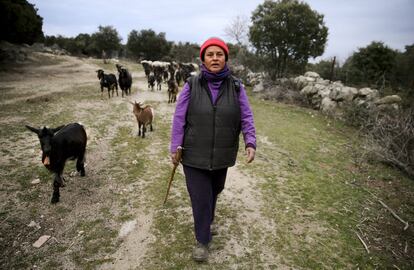 Pide unos segundos para pensar. “Tengo que coger aire para recordar”, dice Elsa Fernández (Ecuador, 1965). Llegó hace dos décadas a España y ha pasado por tantos trabajos que está convencida de que alguno se le olvida: jardinera, auxiliar de cocina, limpiadora, forestal, cuidadora, conductora de autobús… “Fueron unos primeros años muy duros, para ahorrar y poder reunir, poco a poco, a la familia”. Ahora vive en Fresnedillas de la Oliva, un pueblo de algo más de 1.500 habitantes al oeste de Madrid. Paseando junto a sus perros por las zonas de campo que rodean al municipio, hace tres años, Fernández pensó en tener animales. Lo dijo en casa, un día, y sus hijas y su marido supieron que aquello iba a ocurrir: “Ellos saben que cuando algo se me mete en la cabeza…”. Y pasó. Ahora tiene 70 cabezas entre cabras de Guadarrama y ovejas mestizas y forma parte de la organización Ganaderas en Red. “Después de tener seis hijos y que todos hayan volado del nido, he encontrado en los animales algo que me da libertad y paz, me hace feliz”. Hubo quien le dijo, y todavía le dice, que es un “trabajo duro, de hombres”. “A mí es lo que me llena, y la verdad es que es tan duro para mi marido como para mí”. Sabe que su rebaño es todavía pequeño, pero anda encaminada hacia el siguiente paso en su sueño. “Montar una quesería artesanal. Y cuando algo se me mete en la cabeza…”.