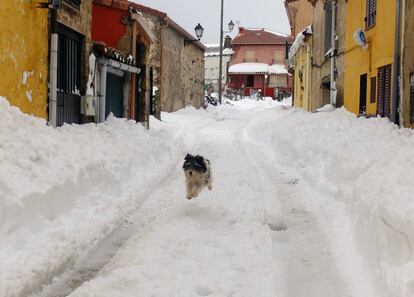 Un perro corre por una calle nevada en La Acebeda.