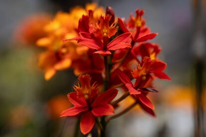 Epidendrum fulgens, orquídeas originarias de Brasil.