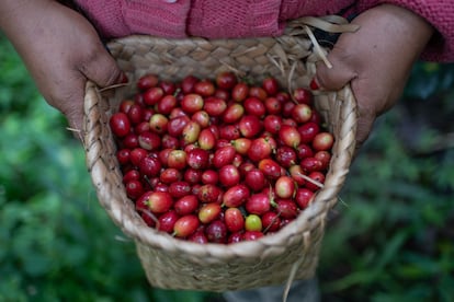 Coffee fruits harvested at the Micaela farm in Veracruz.