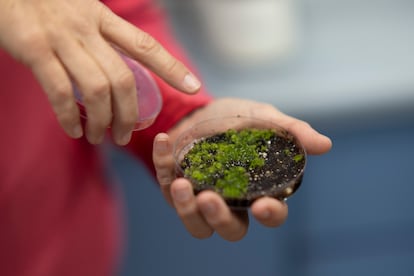 Plaza señala unas semillas germinadas de helechos en el Laboratorio de Propagación Vegetal en una cámara donde se reproducen las condiciones idóneas para ello.