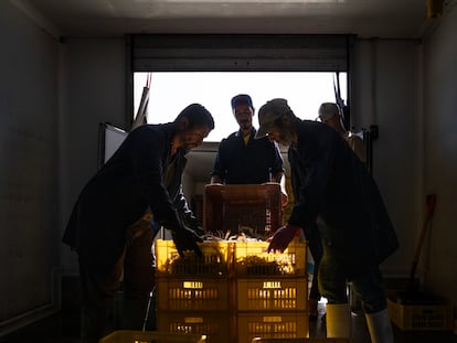 Trabajadores de una fábrica en la zona de Gabes (Túnez) reciben cajas de cangrejo azul para procesar.