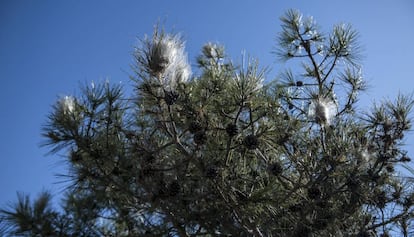 Un pino afectado por la procesionaria en un bosque del Solsonès.