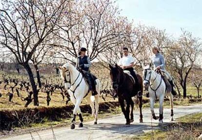 Un tramo del Camino de Santiago a caballo, en la zona de Campo-Molinaseca (León), entre viñedos y almendros.