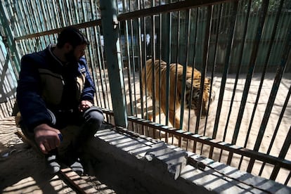 "Tengo que venderlos para salvarlos", ha lamentado Mohamad Oweida, de 24 años de edad, sentado cerca de la jaula de un tigre que lleva cuatro días sin comer. En la imagen, el propietario mira a un tigre en el interior de un recinto.