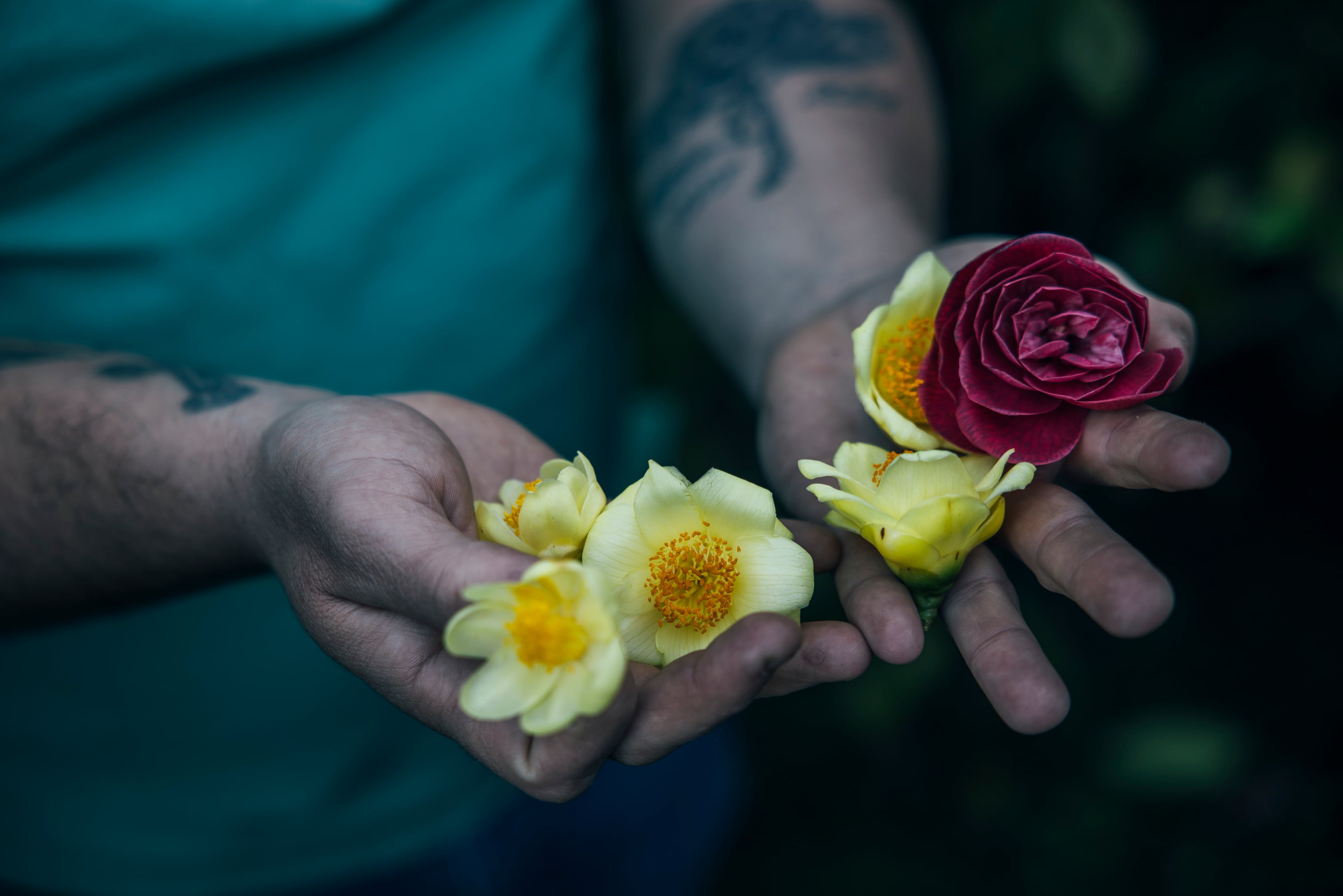 Abelardo Barcala muestra en sus manos algunas camelias que cultiva.