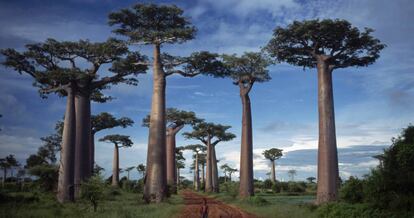 Baobabs en Madagascar