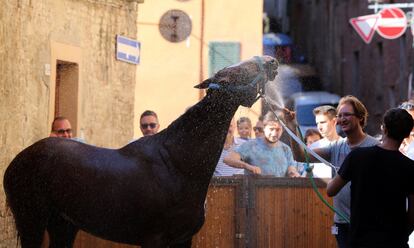 The horse of the "Onda" (Wave) parish is refreshed by a groom outside the stall after the second practice for the Palio of Siena, Italy August 14, 2017. REUTERS/Stefano Rellandini  NO SALES.