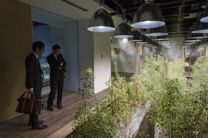 La mayoría de cultivos que ocupan salas grandes cambian cada cierto tiempo. En esta foto, el huerto principal está ocupado por una plantación de quinoa.