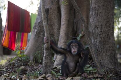 El santuario y centro de rehabilitación para chimpancés huérfanos recibe ayuda de Project Primate, una ONG norteamericana. En la imagen, Soumba, de 10 meses, es dejada sola por un rato en sus primeros meses de adaptación.