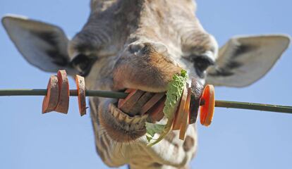 La jirafa Ellish se alimenta con un kebab vegetariano en el Zoo de Londres (Reino Unido).