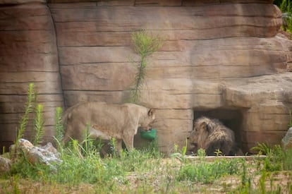 Una lleona i un lleó al Zoo de Barcelona.