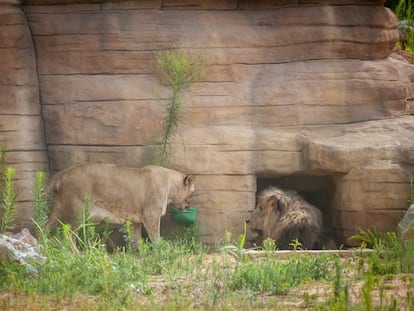 Una lleona i un lleó al Zoo de Barcelona.