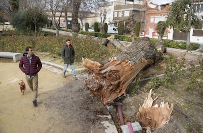 Árboles caídos en la Alameda de Capuchinos de Jaén, el 27 de diciembre, a consecuencia de la borrasca Bruno que ha ocasionado más de 22 incidencias por viento y como precaución se han cerrado todos los parques públicos de la ciudad.