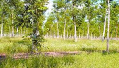 Explotación de árboles de Bosques Naturales.