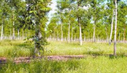 Explotaci&oacute;n de &aacute;rboles de Bosques Naturales.